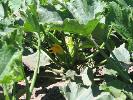 Summer Squash Plants Already Have Blooms