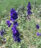 Brilliant Larkspur Stands Out in the Field