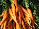 Clean Carrots are Ready for Bundling