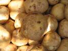 Russet Potatoes are Washed and Ready